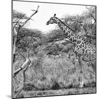 Awesome South Africa Collection Square - Giraffe Profile in Savannah B&W-Philippe Hugonnard-Mounted Photographic Print