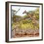 Awesome South Africa Collection Square - Giraffe Profile in Savannah-Philippe Hugonnard-Framed Photographic Print