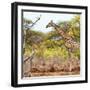 Awesome South Africa Collection Square - Giraffe Profile in Savannah-Philippe Hugonnard-Framed Photographic Print