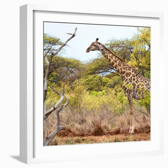 Awesome South Africa Collection Square - Giraffe Profile in Savannah-Philippe Hugonnard-Framed Photographic Print