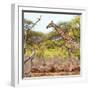 Awesome South Africa Collection Square - Giraffe Profile in Savannah-Philippe Hugonnard-Framed Photographic Print