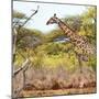 Awesome South Africa Collection Square - Giraffe Profile in Savannah-Philippe Hugonnard-Mounted Photographic Print