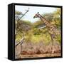 Awesome South Africa Collection Square - Giraffe Profile in Savannah-Philippe Hugonnard-Framed Stretched Canvas