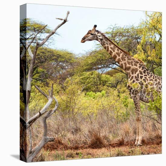 Awesome South Africa Collection Square - Giraffe Profile in Savannah-Philippe Hugonnard-Stretched Canvas