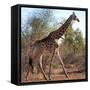 Awesome South Africa Collection Square - Giraffe Profile-Philippe Hugonnard-Framed Stretched Canvas