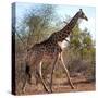 Awesome South Africa Collection Square - Giraffe Profile-Philippe Hugonnard-Stretched Canvas