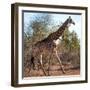 Awesome South Africa Collection Square - Giraffe Profile-Philippe Hugonnard-Framed Photographic Print