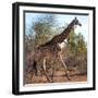 Awesome South Africa Collection Square - Giraffe Profile-Philippe Hugonnard-Framed Photographic Print