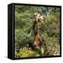 Awesome South Africa Collection Square - Giraffe-Philippe Hugonnard-Framed Stretched Canvas