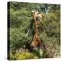 Awesome South Africa Collection Square - Giraffe-Philippe Hugonnard-Stretched Canvas