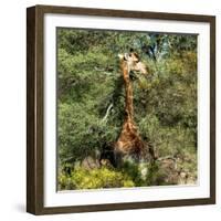 Awesome South Africa Collection Square - Giraffe-Philippe Hugonnard-Framed Photographic Print