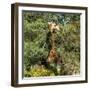 Awesome South Africa Collection Square - Giraffe-Philippe Hugonnard-Framed Photographic Print