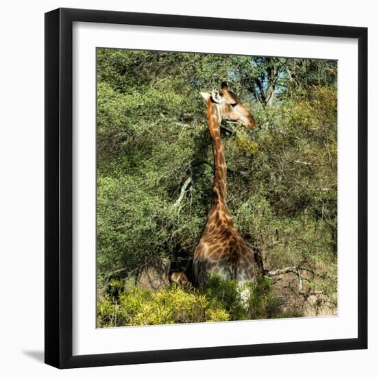 Awesome South Africa Collection Square - Giraffe-Philippe Hugonnard-Framed Photographic Print