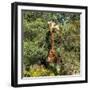 Awesome South Africa Collection Square - Giraffe-Philippe Hugonnard-Framed Photographic Print