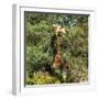 Awesome South Africa Collection Square - Giraffe-Philippe Hugonnard-Framed Photographic Print