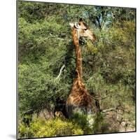 Awesome South Africa Collection Square - Giraffe-Philippe Hugonnard-Mounted Photographic Print