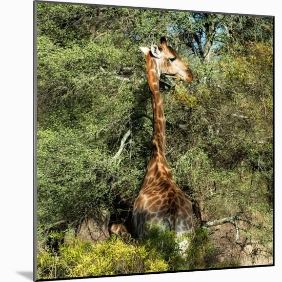 Awesome South Africa Collection Square - Giraffe-Philippe Hugonnard-Mounted Photographic Print