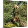 Awesome South Africa Collection Square - Giraffe-Philippe Hugonnard-Mounted Photographic Print