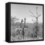 Awesome South Africa Collection Square - Giraffes in Savannah B&W-Philippe Hugonnard-Framed Stretched Canvas
