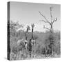 Awesome South Africa Collection Square - Giraffes in Savannah B&W-Philippe Hugonnard-Stretched Canvas