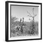 Awesome South Africa Collection Square - Giraffes in Savannah B&W-Philippe Hugonnard-Framed Photographic Print