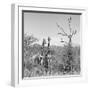 Awesome South Africa Collection Square - Giraffes in Savannah B&W-Philippe Hugonnard-Framed Photographic Print