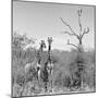 Awesome South Africa Collection Square - Giraffes in Savannah B&W-Philippe Hugonnard-Mounted Photographic Print