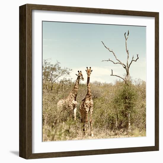 Awesome South Africa Collection Square - Giraffes in Savannah II-Philippe Hugonnard-Framed Photographic Print