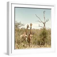 Awesome South Africa Collection Square - Giraffes in Savannah II-Philippe Hugonnard-Framed Photographic Print