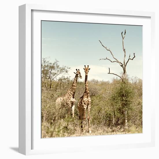 Awesome South Africa Collection Square - Giraffes in Savannah II-Philippe Hugonnard-Framed Photographic Print