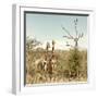 Awesome South Africa Collection Square - Giraffes in Savannah II-Philippe Hugonnard-Framed Photographic Print