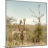 Awesome South Africa Collection Square - Giraffes in Savannah II-Philippe Hugonnard-Mounted Photographic Print