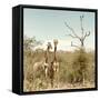 Awesome South Africa Collection Square - Giraffes in Savannah II-Philippe Hugonnard-Framed Stretched Canvas