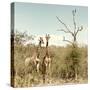 Awesome South Africa Collection Square - Giraffes in Savannah II-Philippe Hugonnard-Stretched Canvas