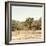 Awesome South Africa Collection Square - Giraffes in Savannah III-Philippe Hugonnard-Framed Photographic Print