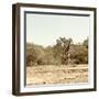 Awesome South Africa Collection Square - Giraffes in Savannah III-Philippe Hugonnard-Framed Photographic Print