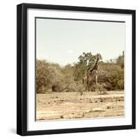 Awesome South Africa Collection Square - Giraffes in Savannah III-Philippe Hugonnard-Framed Photographic Print