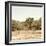 Awesome South Africa Collection Square - Giraffes in Savannah III-Philippe Hugonnard-Framed Photographic Print