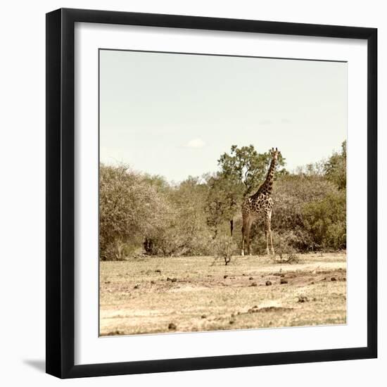 Awesome South Africa Collection Square - Giraffes in Savannah III-Philippe Hugonnard-Framed Photographic Print