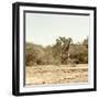 Awesome South Africa Collection Square - Giraffes in Savannah III-Philippe Hugonnard-Framed Photographic Print