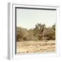 Awesome South Africa Collection Square - Giraffes in Savannah III-Philippe Hugonnard-Framed Photographic Print