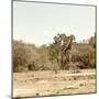 Awesome South Africa Collection Square - Giraffes in Savannah III-Philippe Hugonnard-Mounted Photographic Print