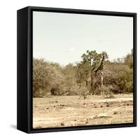 Awesome South Africa Collection Square - Giraffes in Savannah III-Philippe Hugonnard-Framed Stretched Canvas
