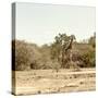 Awesome South Africa Collection Square - Giraffes in Savannah III-Philippe Hugonnard-Stretched Canvas