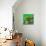 Awesome South Africa Collection Square - Green House - Cape Town-Philippe Hugonnard-Mounted Photographic Print displayed on a wall