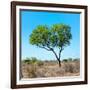 Awesome South Africa Collection Square - Green Tree Heart-Philippe Hugonnard-Framed Photographic Print