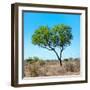 Awesome South Africa Collection Square - Green Tree Heart-Philippe Hugonnard-Framed Photographic Print