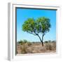 Awesome South Africa Collection Square - Green Tree Heart-Philippe Hugonnard-Framed Photographic Print