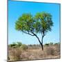 Awesome South Africa Collection Square - Green Tree Heart-Philippe Hugonnard-Mounted Photographic Print