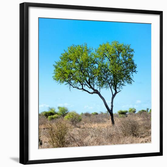 Awesome South Africa Collection Square - Green Tree Heart-Philippe Hugonnard-Framed Photographic Print